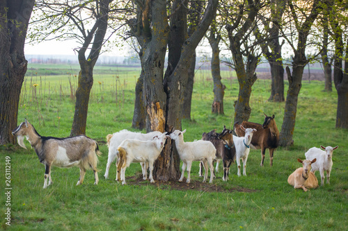 Small herd of goats standing on green grass with trees in background. Different colored goats herd