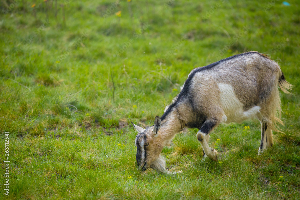 One brown goat standing on green grass with blurred background One brown goat standing on green grass with blurred background