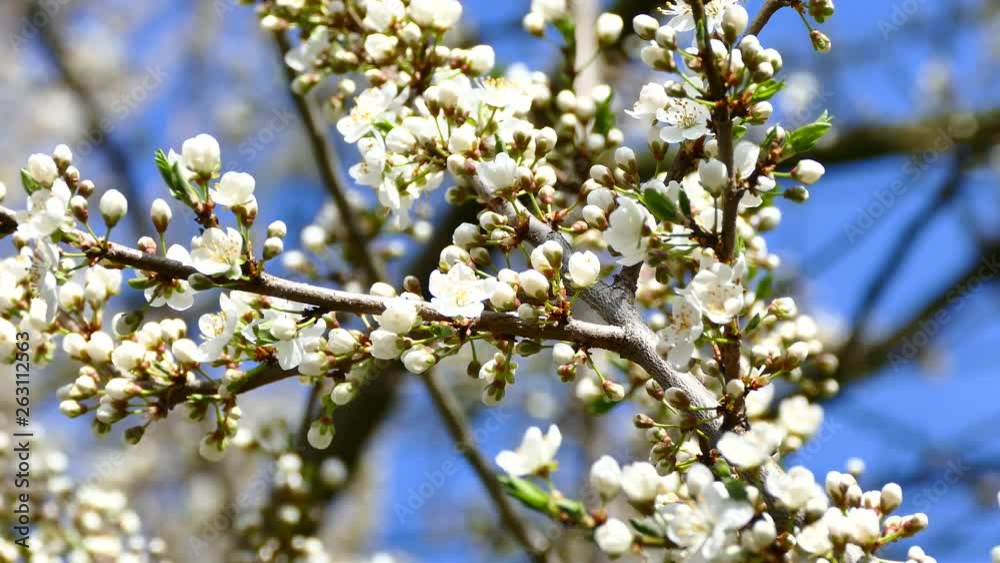 Spring flowering of fruit trees. White flowers on tree branches. Flower buds bloom. Spring flowering of fruit trees. White flowers on tree branches. Flower buds bloom.