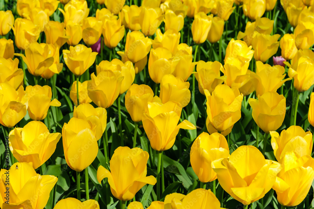 Obraz premium Blooming vibrant colored yellow tulips