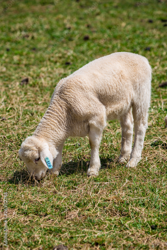 Lone Sheep Lone Sheep