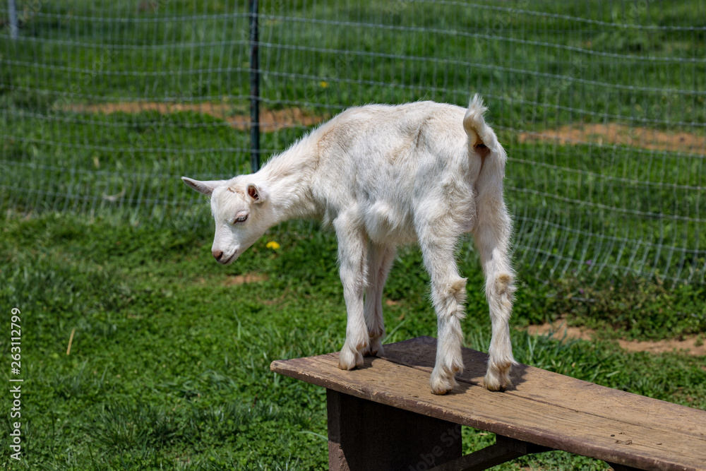 Obraz premium Playing Goat