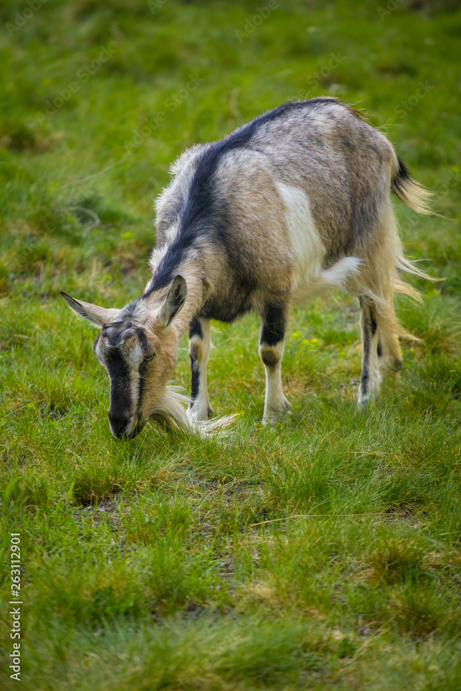 One brown goat standing on green grass with blurred background One brown goat standing on green grass with blurred background