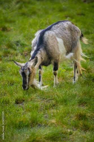 One brown goat standing on green grass with blurred background