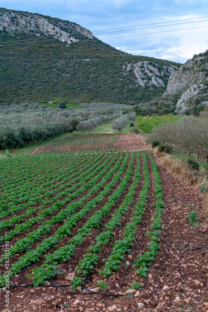 Farm field with rows of young sprouts of potato plants growing outside under greek sun in mountains.