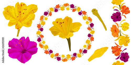 Set for botanical ornamentation of Mirabilis flowers in yellow and lilac colors. Seamless patterned brush and a wreath of this brush. For fabric design, invitations, cards.