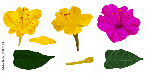 A set of elements for a botanical ornament made from a Mirabilis plant is a night garden flower. Yellow and lilac flowers, closed buds, green leaves for the design of fabrics, cards, invitations.
