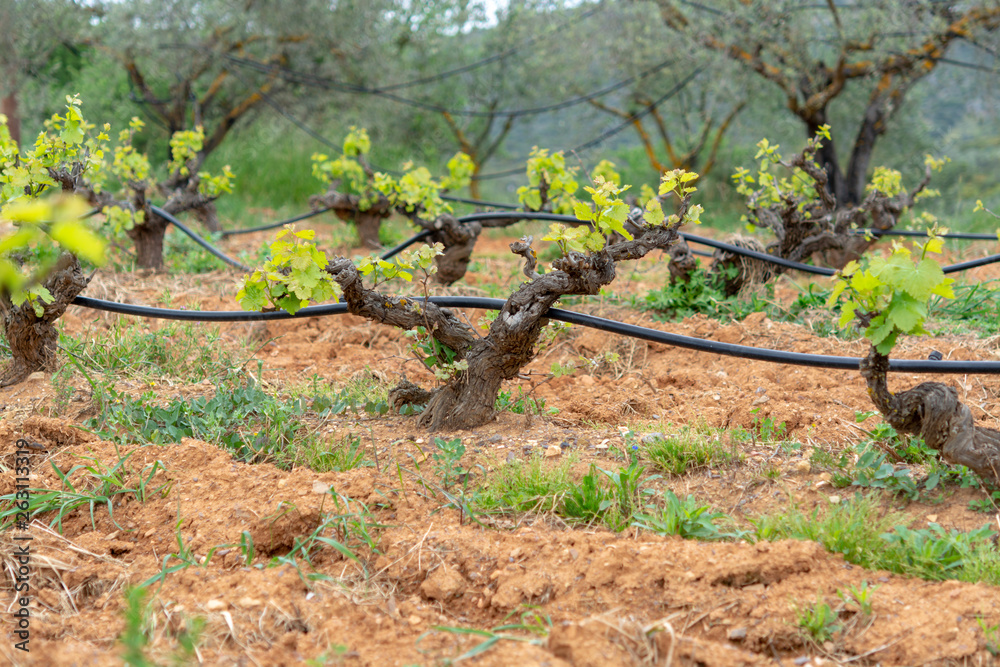Fototapeta premium Old trunks and young green shoots of wine grape plants in rows in vineyard in spring
