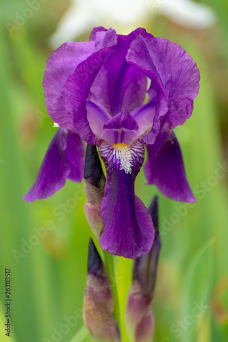 One violet iris flower clos...