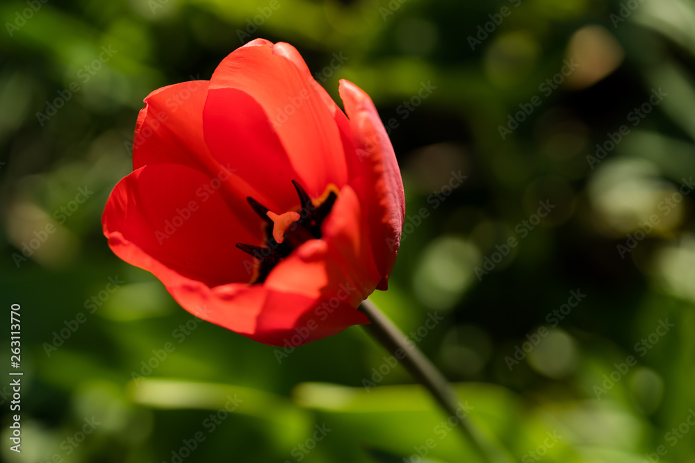 red tulip