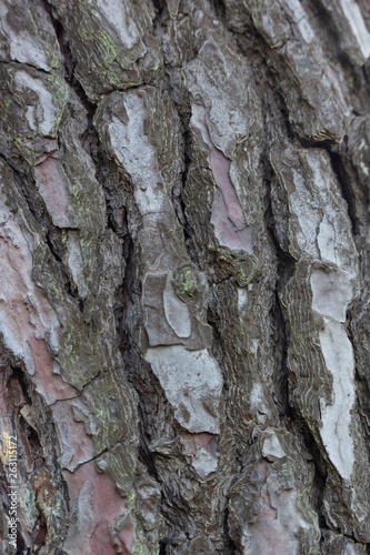 Tree bark texture for composites