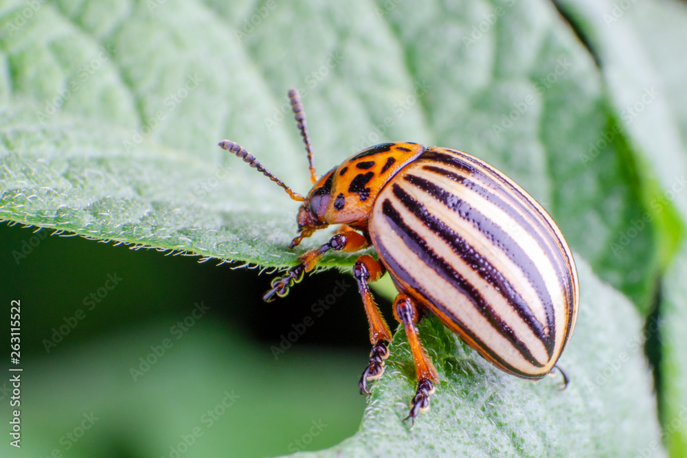 Colorado potato beetle eats green potato leaves Colorado potato beetle eats green potato leaves