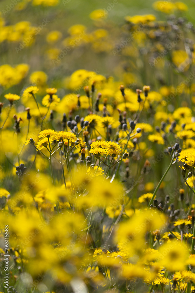 Flowers giving the yellow tone to the meadow Flowers giving the yellow tone to the meadow