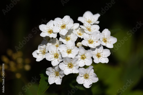 White flowers on a branch in a macro image with high resolution