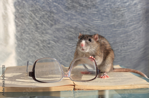 Gray rat, glasses and book