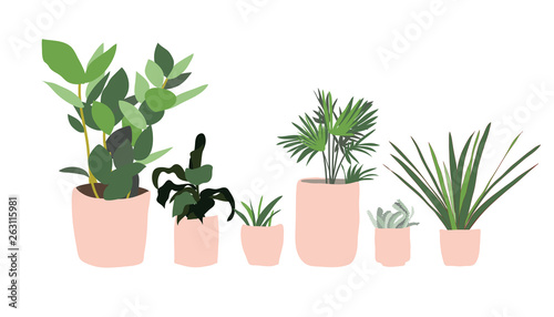 potted plants collection. succulents and house plants. hand drawn vector art. Set of house indoor plant vector cartoon doodle.
