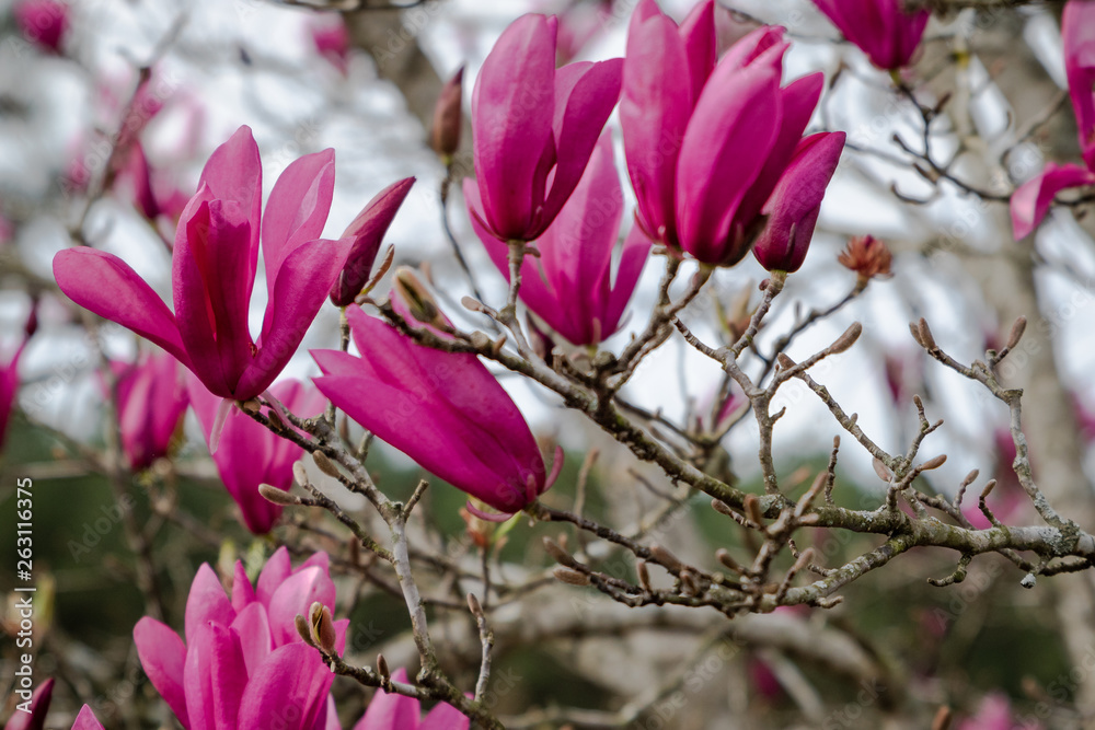 Magnolia blooming in early spring Magnolia blooming in early spring