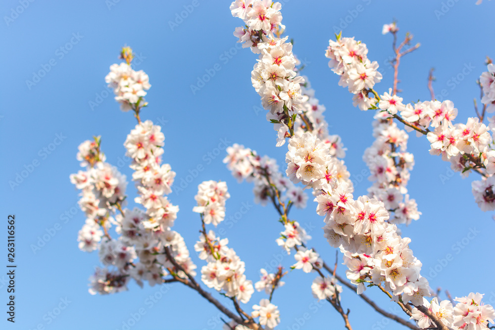 Flowering almond Flowering almond
