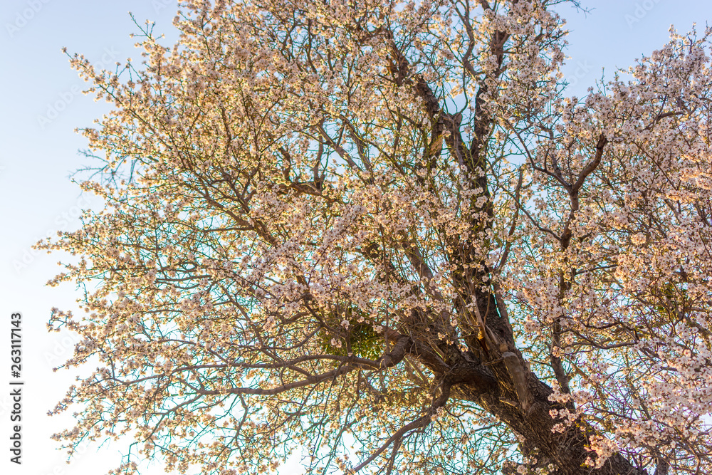Flowering almond Flowering almond