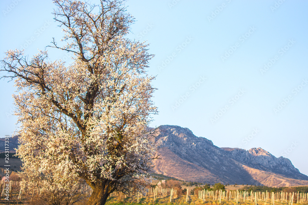 Flowering almond