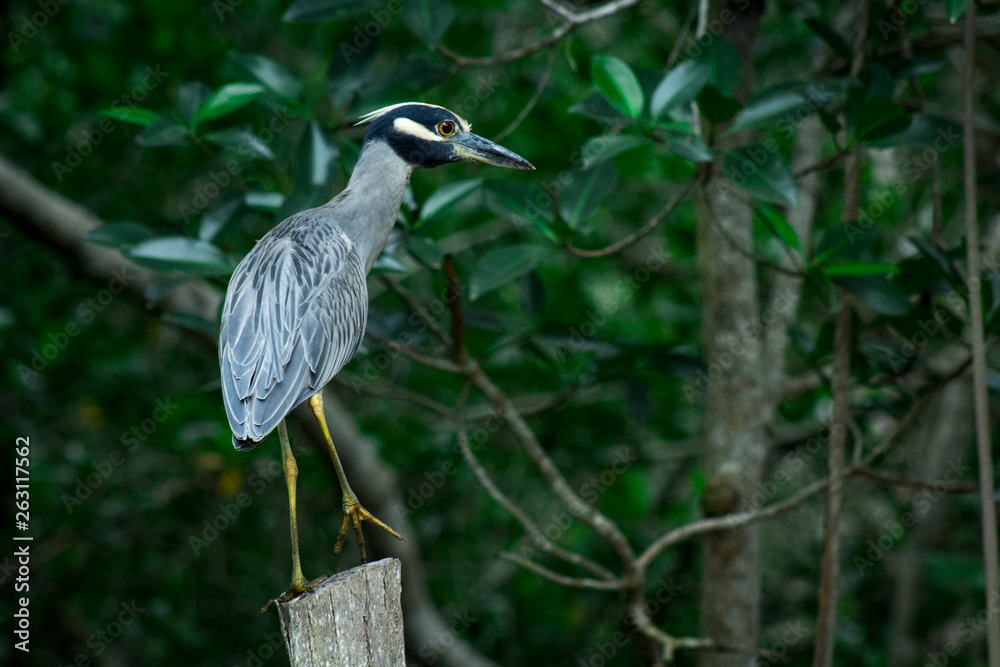 Fototapeta premium Garza parada