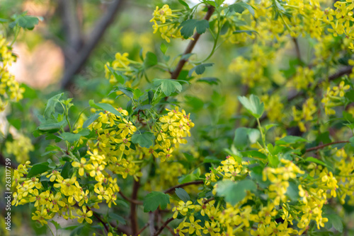 Yellow clove currant flowers in the woods in Spring