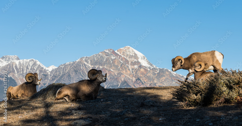 Naklejka premium Bighorn rams