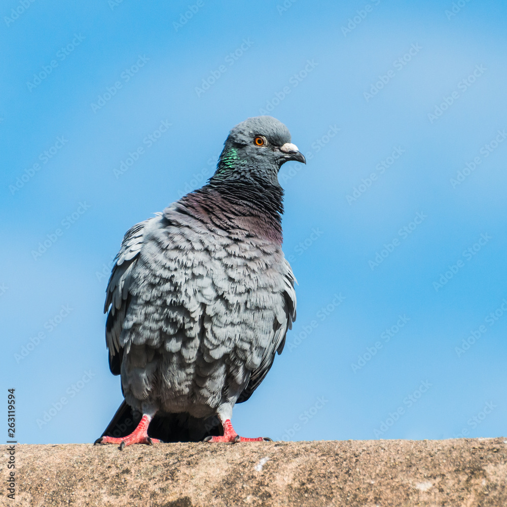 Naklejka premium Ruffled Feral