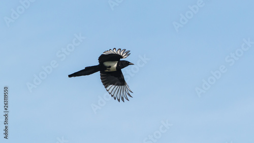 Magpie On Blue