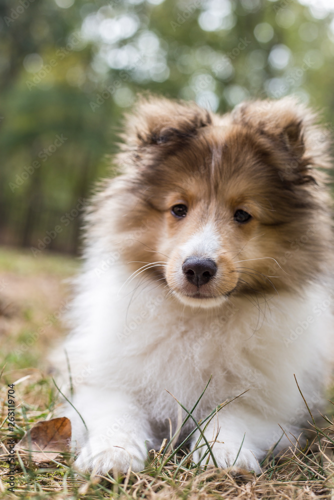 Contemplative Sheltie 