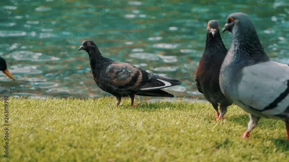 group of pigeons walking and bobbing their heads and pecking at the ground looking for food in Las Vegas group of pigeons walking and bobbing their heads and pecking at the ground looking for food in Las Vegas
