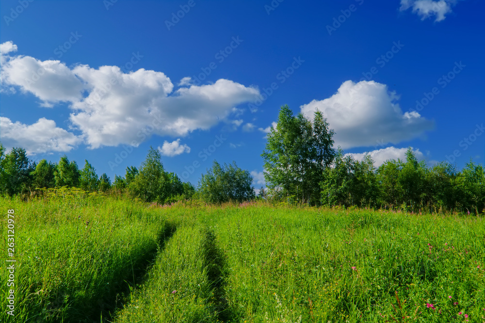 Summer meadow landscape with green grass and wild flowers. Summer meadow landscape with green grass and wild flowers.