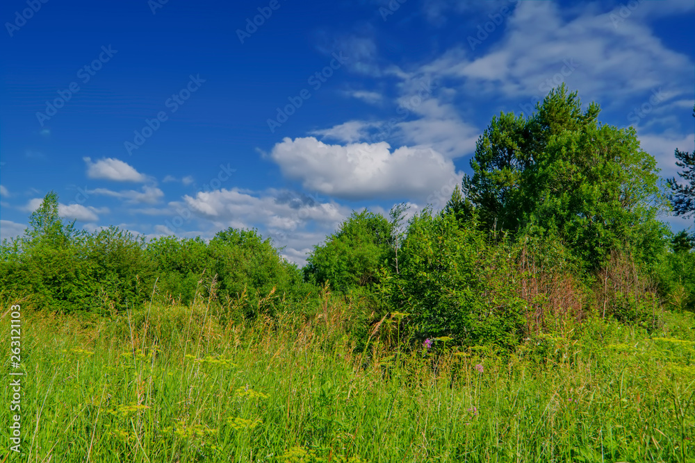 Summer meadow landscape with green grass and wild flowers. Summer meadow landscape with green grass and wild flowers.