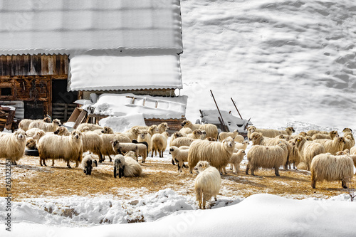 sheepfarm in winter photo