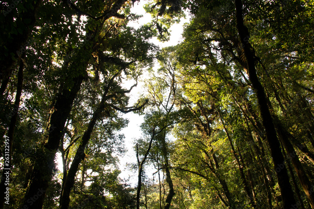 Fototapeta premium treetop and sky with sunlight