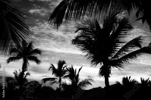 trees 10