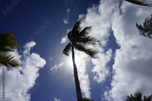 trees 9
