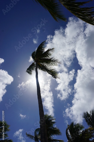 trees 7