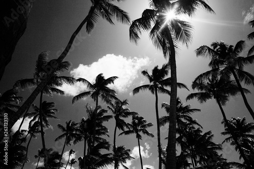 trees 2