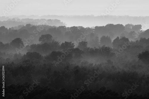 Mystical view on forest under haze at early morning. Eerie mist among layers from trees silhouettes in taiga in monochrome. Calm atmospheric minimalistic monochrome landscape of majestic nature.