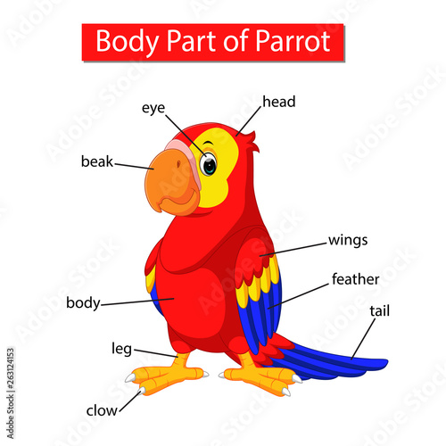 Diagram showing body part of parrot