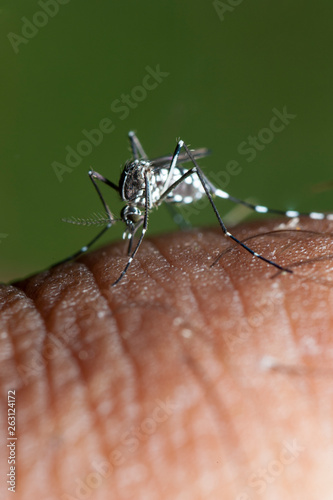 this small but deadly tiger mosquito has settled on her hand and is about to suck all the blood possible