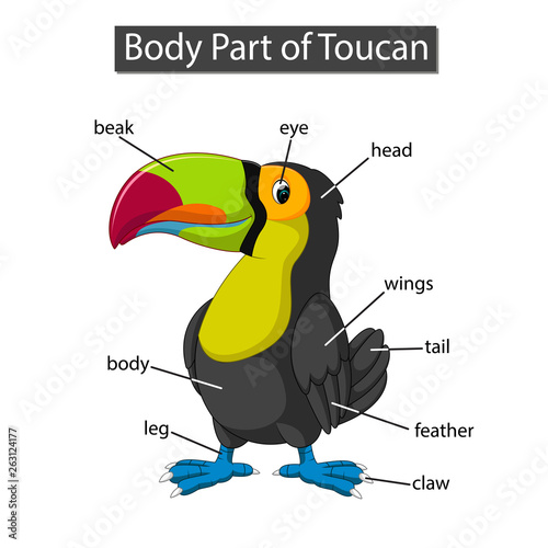Diagram showing body part of toucan