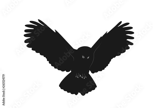 owl wide wingspan in flight