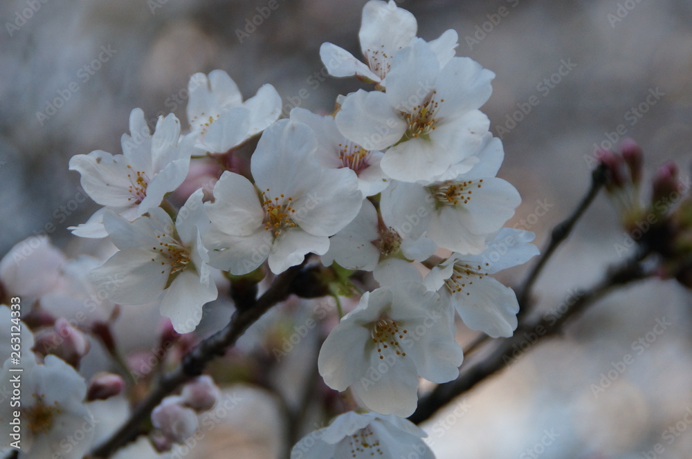Cherry blossoms in Japan