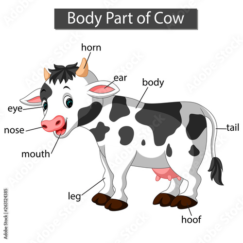 Diagram showing body part of cow