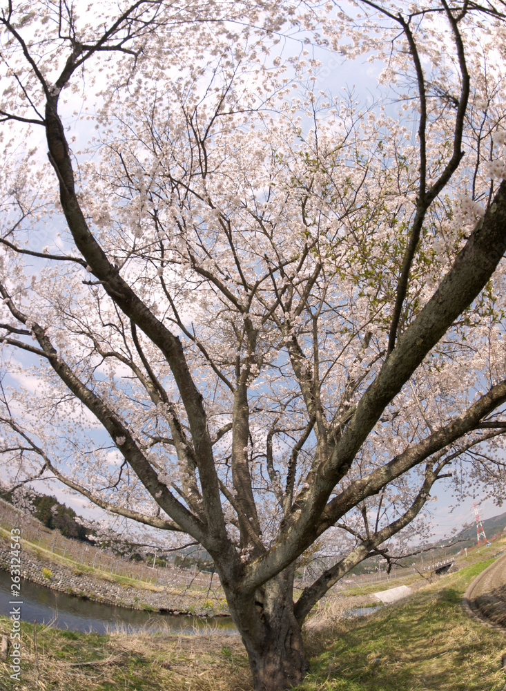 Cherry blossoms in Japan Cherry blossoms in Japan