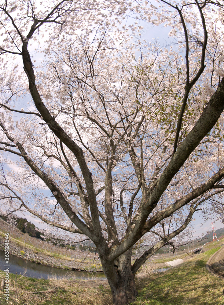 Cherry blossoms in Japan Cherry blossoms in Japan