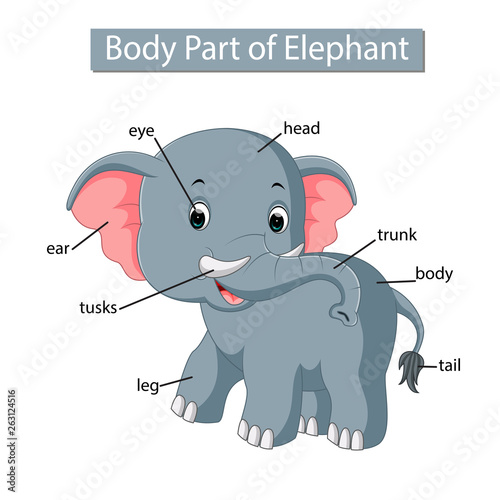 Diagram showing body part of elephant