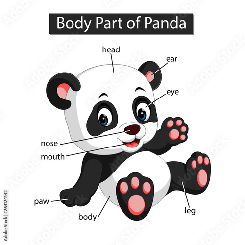 Diagram showing body part of panda
